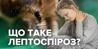 Обережно! Лептоспіроз – небезпечна інфекція